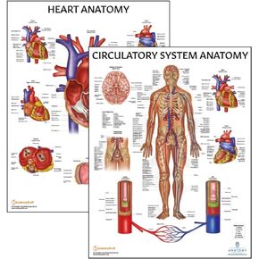 2 PACK Circulatory and Heart Anatomy Poster Set, LAMINATED, Anatomy and Physiology Poster, 17.3 x 22.5 Inches, Vascular System Diagram, Human Anatomy, Anatomical Chart, Body Poster