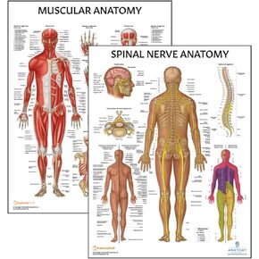 2 PACK Muscular and Spinal Nerves Anatomy Poster Set, LAMINATED, Anatomy and Physiology Poster, 17.3 x 22.5 Inches, Muscular System Diagram, Human Anatomical Chart, Spinal Nerves Poster
