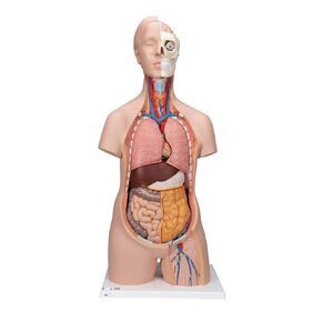 3B Scientific B09 Classic Unisex Torso 12-part - 3B Smart Anatomy