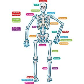 Teacher Created Resources - 77241 Human Skeleton Magnetic Accents 33" x 10" x 9.1"