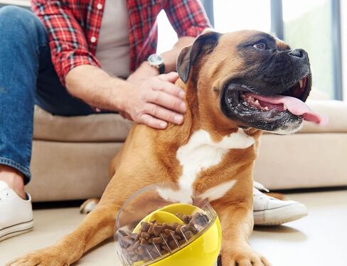 Dog Treat Ball, Adjustable Dispensing Interactive Toys, Squeaky Puppy Puzzle Toy for Boredom Slow Feeder (Blue) in Kuwait