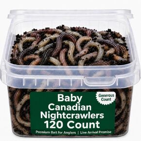 120 Count Baby Canadian Nightcrawlers (2-3 inch) - Premium Live Fishing Bait & Pet Feeder -High-Protein, Calcium-Rich Worms Ideal for Trout and Panfish - Perfect for Reptiles & Small Animals in Saudi Arabia