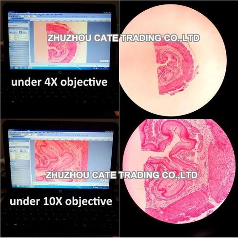 1 قطعة 0.5X المجهر C-جبل كاميرا مقرنة محول واجهة الكاميرا Phototube محول للميكروسكوب البيولوجي in Kuwait