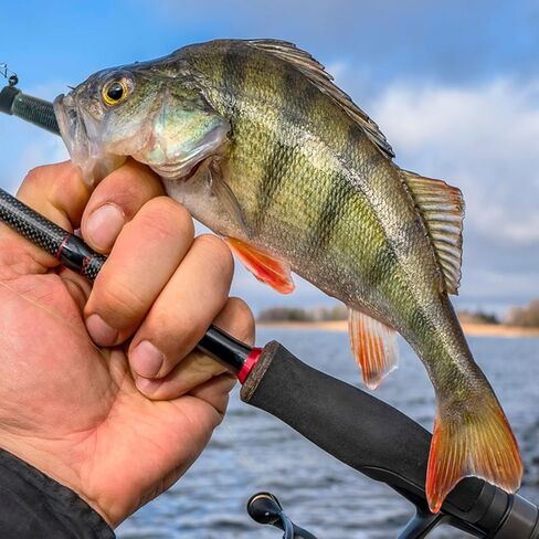 76Pcs Ned Rig Jig Heads Finesse Worms Kit, Finesse Ned Worms Mushroom Jig Hooks Soft Lures for Bass Freshwater Saltwater Fishing in Kuwait