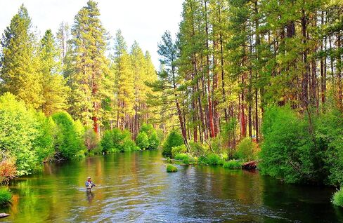 The Fly Fishing Place Parachute Blue Winged Olive BWO تشكيلة سمك السلمون المرقط الجاف - مجموعة من 12 ذبابة مقاس 14، 16، 18، 20 - دزينة واحدة in Kuwait