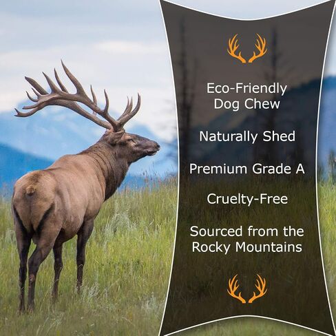 Paws & Co Small Whole Elk Antler Dog Chew | for Small Dogs | 5 Inch | Premium A Grade, Naturally Shed, Sustainable, Cruelty-Free | Promotes Dental Health | Aggressive Chewers in Saudi Arabia