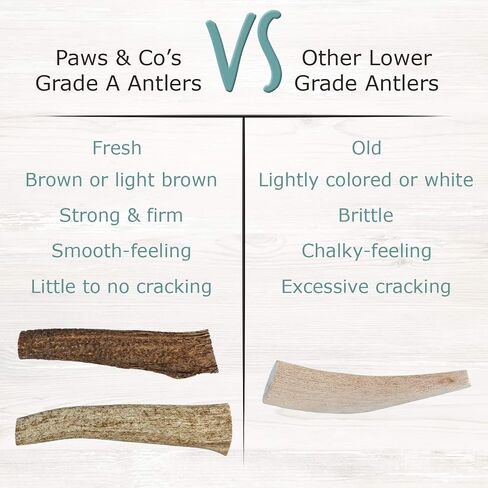 Paws & Co Small Whole Elk Antler Dog Chew | for Small Dogs | 5 Inch | Premium A Grade, Naturally Shed, Sustainable, Cruelty-Free | Promotes Dental Health | Aggressive Chewers in Saudi Arabia