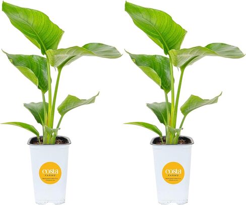 Costa Farms White Bird of Paradise Live Plant in Decorative Pot, Large Indoor Houseplant, Perfect for Home, Room, or Office Decor, Great House Warming or Birthday Gift, 2-3 Feet Tall in Kuwait