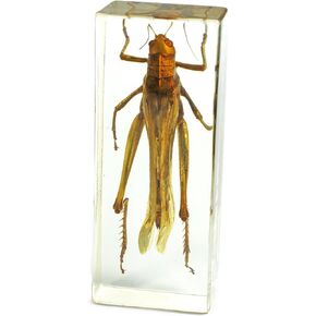 REALBUG Grasshopper Paperweight (4.4x1.6x1.1)