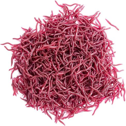 100-Piece 2-Color Simulated Earthworm Soft Lures, Bionic Fishing Baits Special Partner for Red Worm Rig Universal Fishing Tackle for Freshwater & Saltwater 1.57in 3.15in in Kuwait