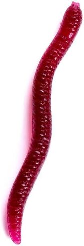 100-Piece 2-Color Simulated Earthworm Soft Lures, Bionic Fishing Baits Special Partner for Red Worm Rig Universal Fishing Tackle for Freshwater & Saltwater 1.57in 3.15in in Kuwait