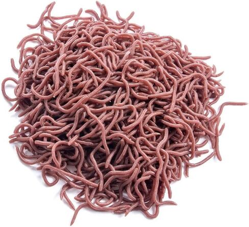 100-Piece 2-Color Simulated Earthworm Soft Lures, Bionic Fishing Baits Special Partner for Red Worm Rig Universal Fishing Tackle for Freshwater & Saltwater 1.57in 3.15in in Kuwait