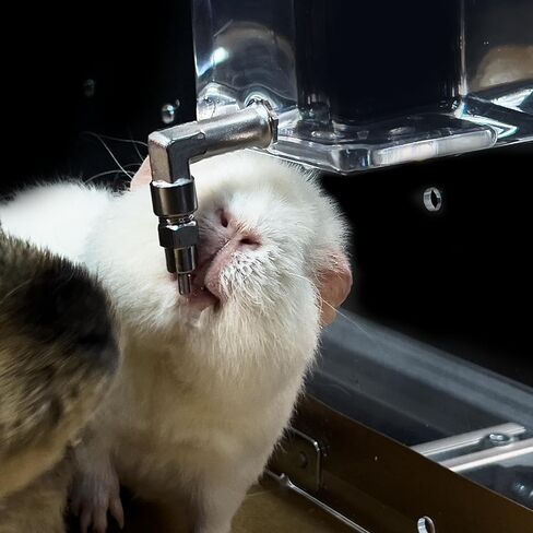 GuineaLoft™ Clear View Water Bottle - for Guinea Pigs & Birds, the Ultimate Solution by Seasoned Owners Who Tried Everything Out There in Kuwait