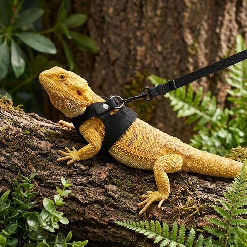 Bearded Dragon Leash and Harness Set 3 Size Adjustable Soft Leather Reptile Leash with Retractable Lizard Traction Rope for Small Animal Outdoor Walking Vest Squirrel Harness (Black) in Kuwait