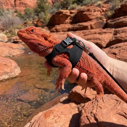 Bearded Dragon Leash and Harness Set 3 Size Adjustable Soft Leather Reptile Leash with Retractable Lizard Traction Rope for Small Animal Outdoor Walking Vest Squirrel Harness (Black) in Kuwait