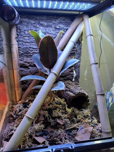 AWXZOM 2pcs Large Cork Bark Terrarium Background 15.7x11.9inch, Natural Cork bark for Reptiles Background Climbing Wall for Chameleons Lizards Turtle Beared Dragon Snake Reptile Tank Background in Kuwait