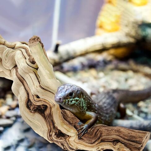 Janinka 10-12" Length Large Wood Reptile Branch for Bearded Dragon Driftwood Reptile Climbing Habitat Decoration for Terrarium Tree Trunk Ornament Gecko Frog Chameleon Spider in Kuwait