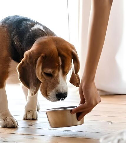Stainless Steel Cat & Dog Bowls, 16 oz Each, Small Pet Feeding Dishes for Food & Water, Lightweight & Durable, 4 Pack in Kuwait