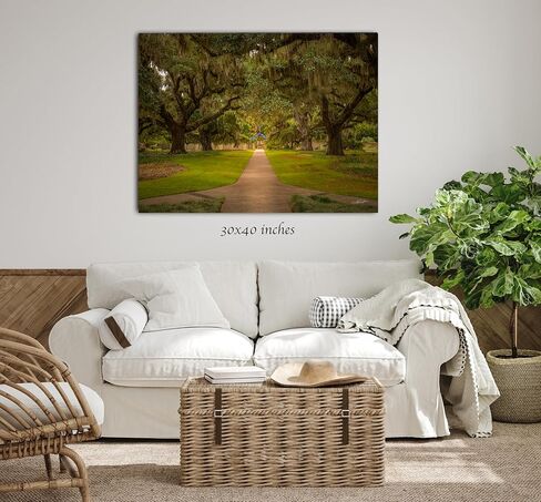 Live Oaks مع طباعة فوتوغرافية للطحالب الإسبانية. عيش أوك ألي في حدائق بروكجرين. in Kuwait
