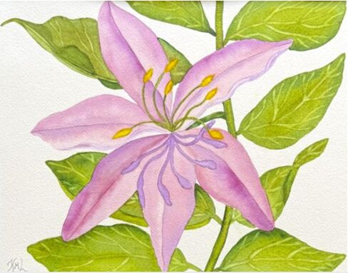 Painting Watercolor Original Wall Art Flower Lily Pink Lavender Purple Green Tan 11x14 and Mat 16x20 Hand Painted Home Decor in Kuwait