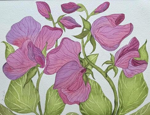 Painting Watercolor Original Artwork Flowers Sweet Pea Violet Purple Maroon Green Blue 11x14 White Mat 16x20 Hand Painted Wall Art Home Decor in Kuwait