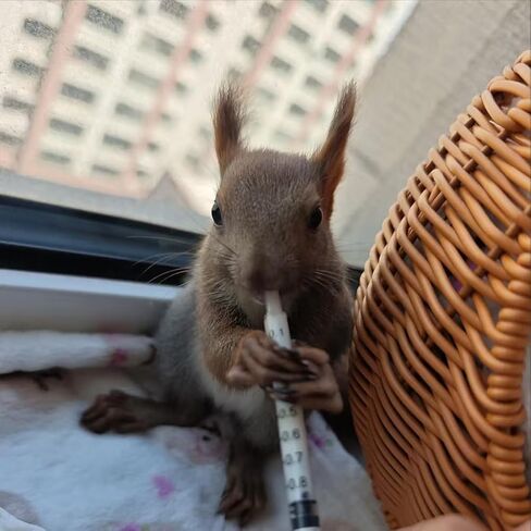 11pcs Puppy Kitten Feeding Tube Kit for Small Animals and Clear Feeding Syringe 5/10/20/30/60ml, Clear Feeding Tube, Syringe Bulb for Puppy Kitten Nestling Feeding Tools in Kuwait