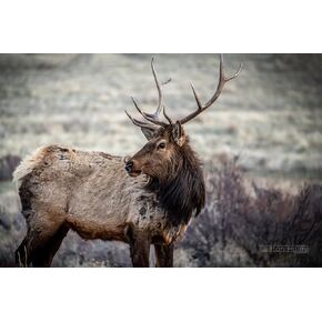 Rocky Mountain Elk - Print/Canvas/Acrylic/Metal in Kuwait