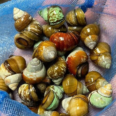 10 Live Trapdoor Snails for Freshwater Aquariums and Ponds Help Water Cleaner in Kuwait