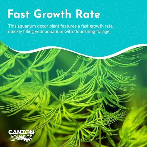 Hornwort 10-Pack Live Aquarium Plants Bundle for Freshwater Aquarium and Ponds by Canton Aquatics in Kuwait