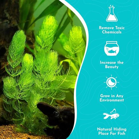 Hornwort 10-Pack Live Aquarium Plants Bundle for Freshwater Aquarium and Ponds by Canton Aquatics in Kuwait