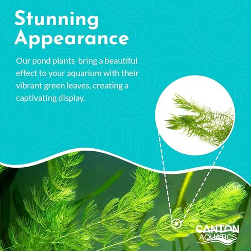 Hornwort 10-Pack Live Aquarium Plants Bundle for Freshwater Aquarium and Ponds by Canton Aquatics in Kuwait