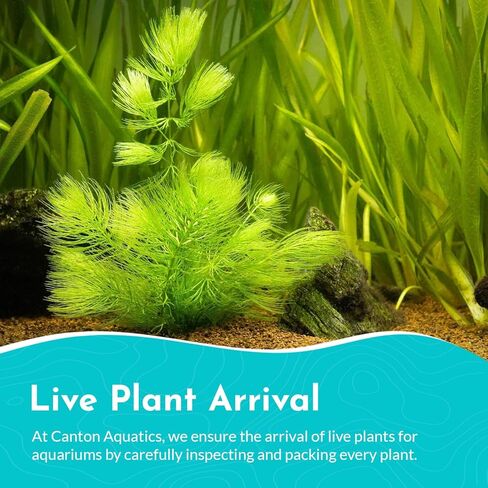 Hornwort 10-Pack Live Aquarium Plants Bundle for Freshwater Aquarium and Ponds by Canton Aquatics in Kuwait