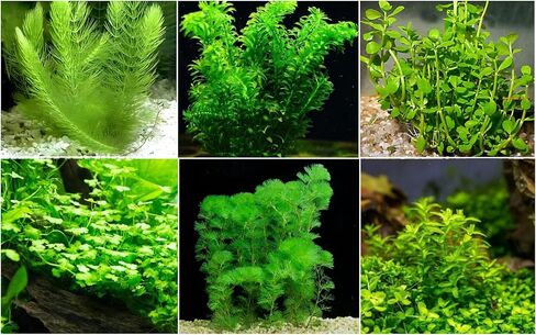 Bucephalandra Cherish - نبات حوض السمك الحي - المياه العذبة - الإضاءة المنخفضة in Kuwait