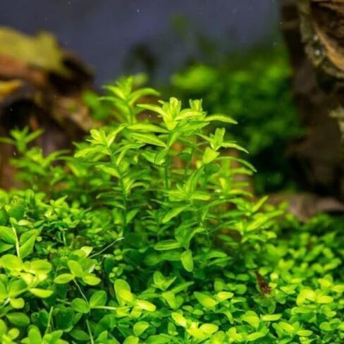 Bucephalandra Cherish - نبات حوض السمك الحي - المياه العذبة - الإضاءة المنخفضة in Kuwait