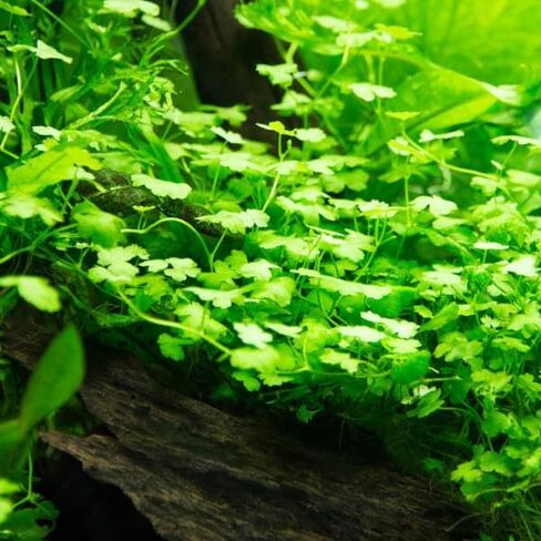 Bucephalandra Cherish - نبات حوض السمك الحي - المياه العذبة - الإضاءة المنخفضة in Kuwait