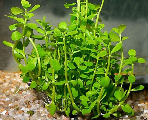 Bucephalandra Cherish - نبات حوض السمك الحي - المياه العذبة - الإضاءة المنخفضة in Kuwait