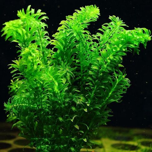 Bucephalandra Cherish - نبات حوض السمك الحي - المياه العذبة - الإضاءة المنخفضة in Kuwait