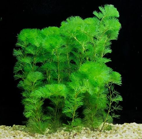 Bucephalandra Cherish - نبات حوض السمك الحي - المياه العذبة - الإضاءة المنخفضة in Kuwait