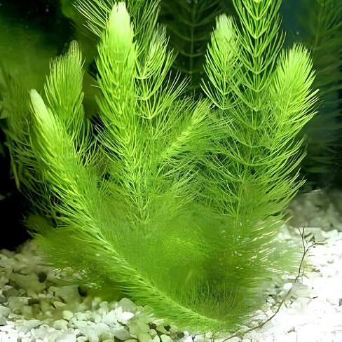 Bucephalandra Cherish - نبات حوض السمك الحي - المياه العذبة - الإضاءة المنخفضة in Kuwait