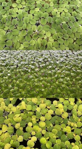 Floating Plant Bundle - Red Root Floaters, Salvinia, Giant Duckweed - Aquarium Live Plant Collection - (30+ Leaves Each) in Kuwait