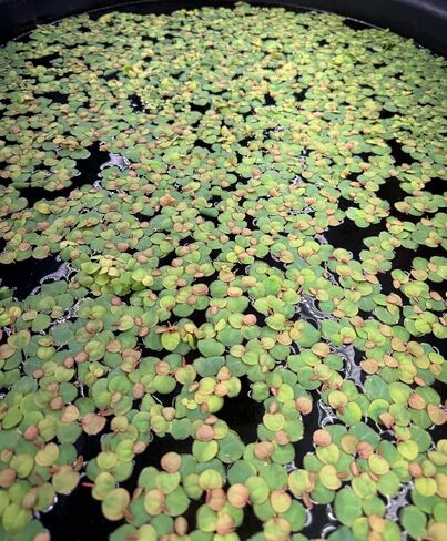 Floating Plant Bundle - Red Root Floaters, Salvinia, Giant Duckweed - Aquarium Live Plant Collection - (30+ Leaves Each) in Kuwait