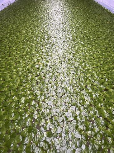 Floating Plant Bundle - Red Root Floaters, Salvinia, Giant Duckweed - Aquarium Live Plant Collection - (30+ Leaves Each) in Kuwait