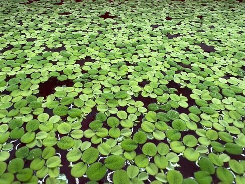 Floating Plant Bundle - Red Root Floaters, Salvinia, Giant Duckweed - Aquarium Live Plant Collection - (30+ Leaves Each) in Kuwait