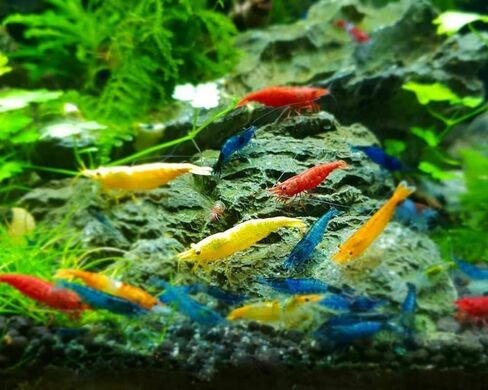 Live Shrimp High Grade 20 Mixed Color Neocaridina Shrimp Live Freshwater Aquarium Inverts in Kuwait