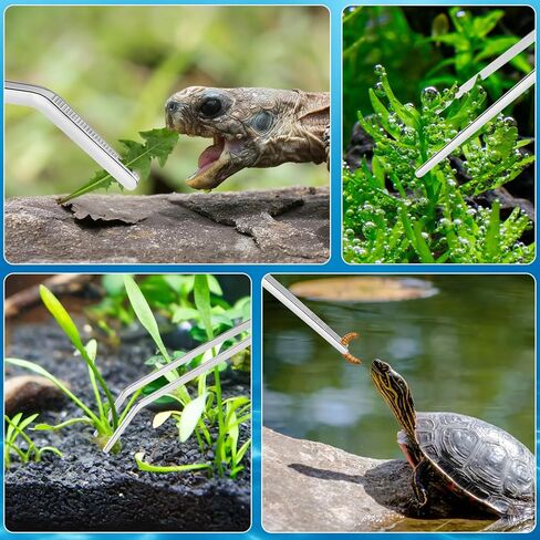 لوازم حوض السمك Oligei Terrarium 3 قطع، مجموعة لوازم حوض السمك من الفولاذ المقاوم للصدأ، تتضمن ملاقط طويلة لحوض السمك، ملاقط منحنية، مكشطة الطحالب لتقليم نباتات تنظيف خزان الأسماك in Kuwait