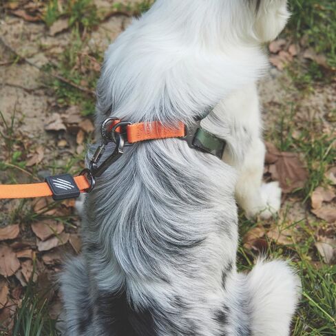 M-PETS Wild Jungle Harness S in Kuwait