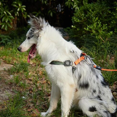 M-PETS Wild Jungle Harness S in Kuwait