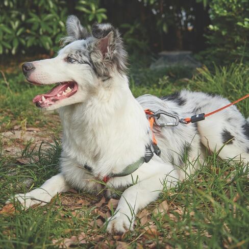 M-PETS Wild Jungle Harness S in Kuwait
