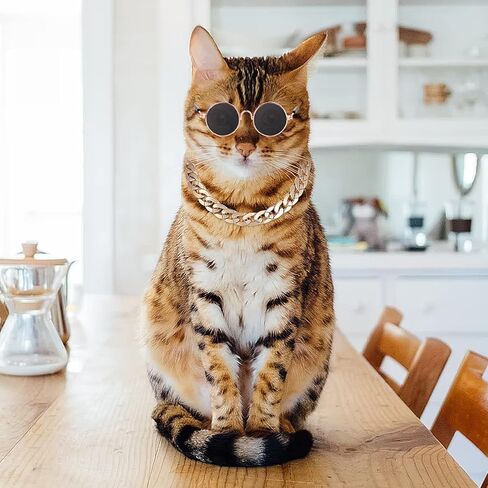Molain Cat النظارات الشمسية سلسلة ذهبية زي الزينة للأشعة فوق البنفسجية حماية الكلاسيكية الرجعية جرو النظارات الشمسية الرجعية فو صور الدعائم in Kuwait