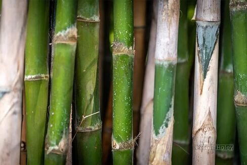 Bamboo Field in Surabaya, Indonesia - Print/Canvas/Acrylic/Metal in Kuwait